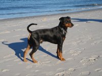 german pinscher