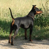 miniature pinscher