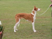 Ibiza Podenco