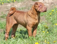 Shar Pei