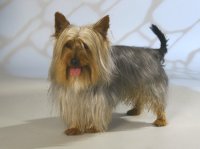 Silky Terrier