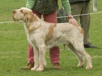 Spinone