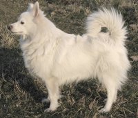 perro de Pomerania aleman