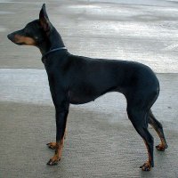 Black and Tan English Toy Terrier
